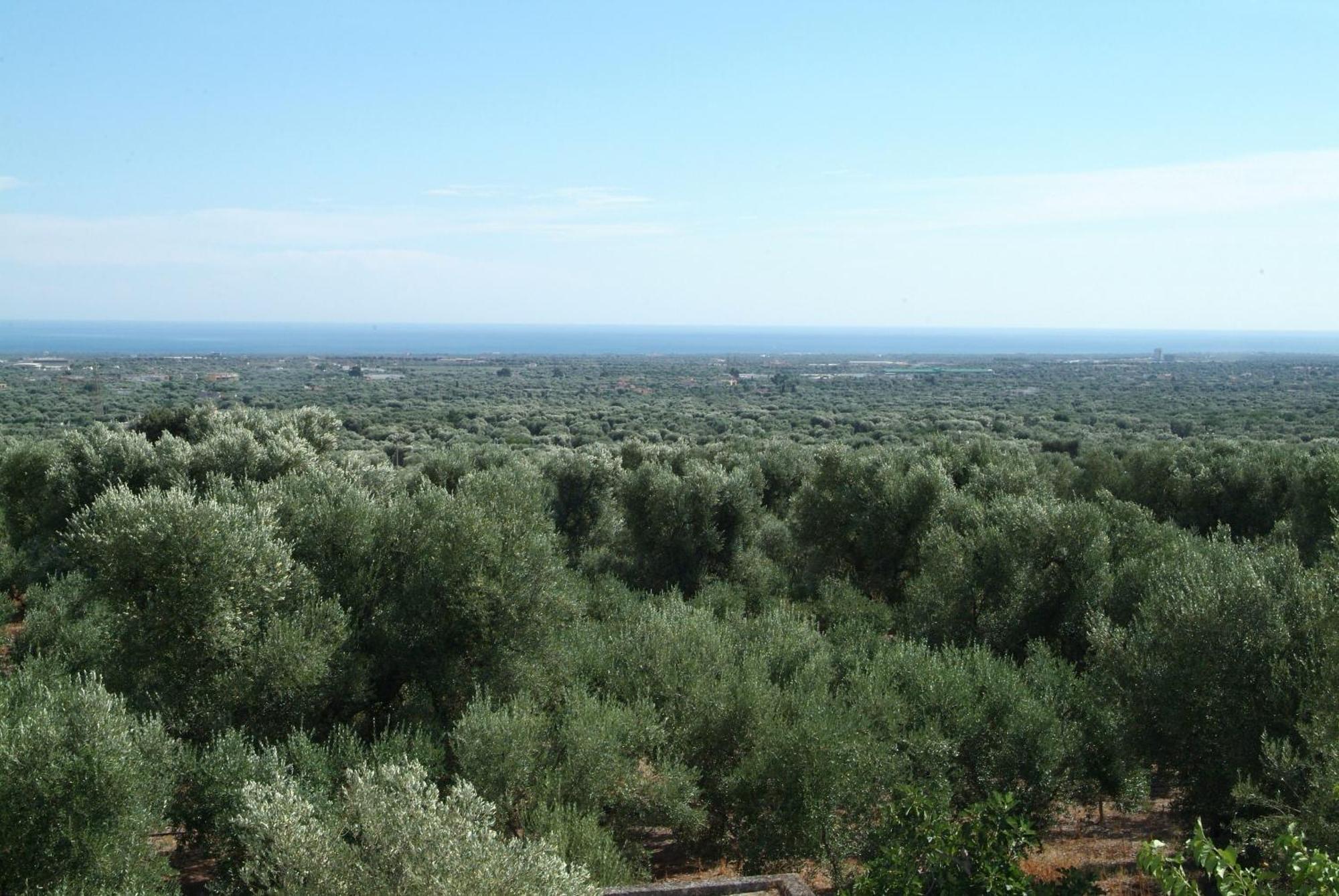 Masseria Trotta B&B 파사노 외부 사진