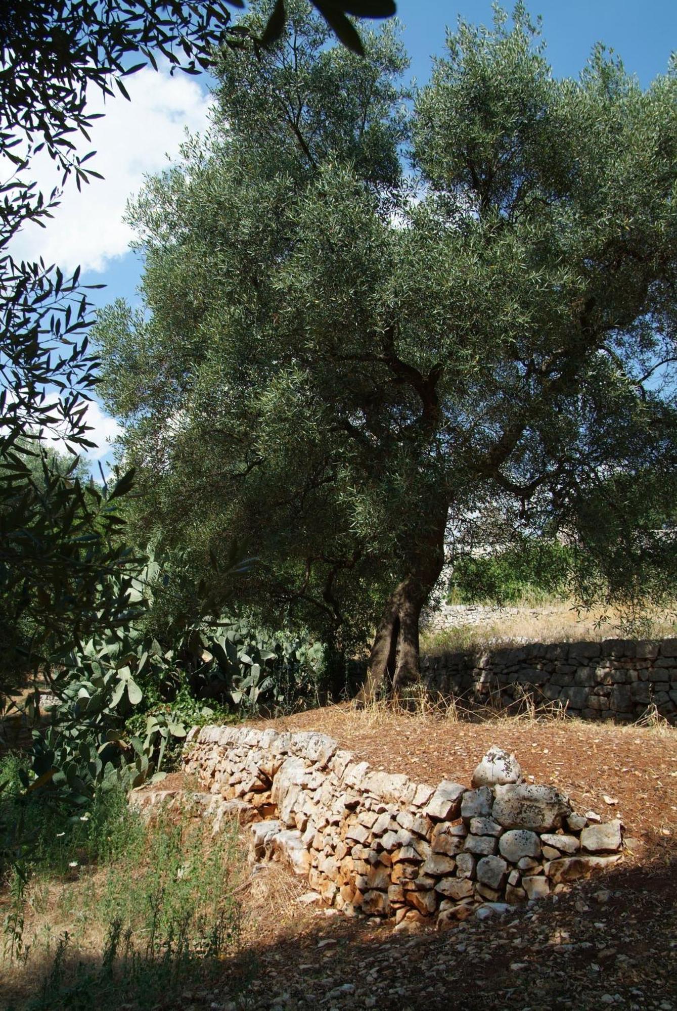 Masseria Trotta B&B 파사노 외부 사진